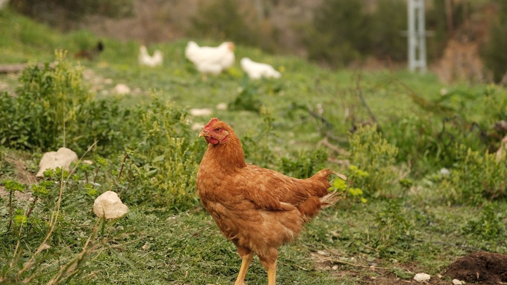 can i keep backyard chickens